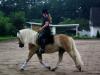 toller & talentierter Dressurhaffi