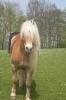 toller & tallentierter Dressurhaffi