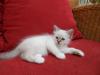 Heilige Birma Kitten