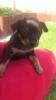 Zwergpinscher Welpen
