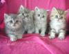Schmusige Perserkater 8 Wo alt mit Stammbaum suchen lieben Menschen in 4 Wochen