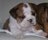 English Bulldog Welpen /  Englische Bulldogge Welpen