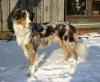 Australian Shepherd Welpen/ Wurfmeldung