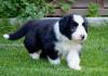 zauberhafte Bearded Collie Welpen ab Anfang August zu vergeben