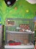 Verkaufe 2 Ratten ink. Transportbox,  Stall und Inhalt