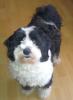ich suche fur meine hund ein neues liebevolles zuhause, 