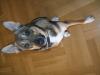 Kinderlieber Chihauhau Mix 6 Monate sucht Familie