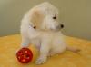  ++++Golden Retriever Welpen mit Papieren zu verkaufen++++
