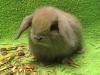 NHD,  die kleinsten Zwergwidder,  Kaninchen mit Schlappohren
