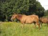 Quarter Horse Stute zu verkaufen