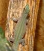 Phelsuma abotti chekei 1.1