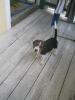 Süsse tricolor Beagle Welpe sucht neue Zuhause:-)