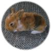 Kaninchen-Babys Zwergwidder