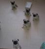Mops-Kinder suchen neue Eltern!