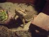 Bartagame mit Kompletten Terrarium abzugeben Maße : 120x60x60 