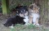 VDH-Sheltiewelpen (blue-merle/ tricolour)  of Burning Mountain 