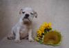 Englische Bulldogge,  wir haben wieder Welpen zu vergeben -siehe Webseite