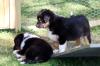 Australian Shepherd Welpen -13 Wochen alt; top sozialisiert- suchen neue Abenteu