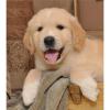 Golden Retriever Welpen aus liebevoller familiärer Aufzucht mit Papieren
