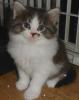 Zwei süsse MAINE-COON-Babies, 