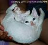 Devon Rex Kätzchen mit Stammbaum