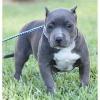 Rote und blaue Nase pitbull Welpen Rüden,  Hündinnen, 