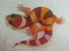 Leopardgeckos aus 2012 von MT-Reptilez