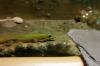 Phelsuma laticauda laticauda Männchen abzugeben