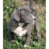 reinrassige,  wunderschöne American Pit Bull Terrier Welpen für Sie