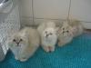 Maxi,  Josy und Mona,  12 Wochen - Ragdoll