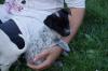 schöne Jack Russell Terrier Welpen