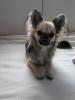 suche nette hundedame 