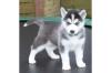 gesunde und schöne Siberian Husky für Sie