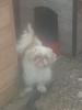 shih tzu rüde