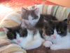 4 wuschelige Musketiere suchen ....