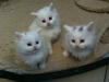 Main Coon Babys,  Kitten