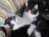 2 wuselige Katzen-Musketiere suchen ....