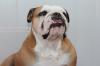 DRINGEND Englische Bulldogge zu verkaufen