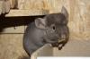 Chinchilla Babys mit Stammbaum