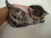 Katzenkinder/ Kitten