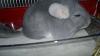 chinchilla zuverkaufen