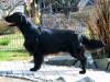 Flatcoated Retriever- Welpen