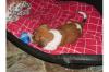 reinrassige süsse jack russel welpen