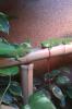 Madagaskar Taggecko (6Stk,  davon 3Jung),  zwei Terrarien,  Inkubator,  etc.