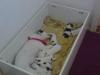 Jack-Russel-Mix Welpen