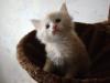 reinrassige Maincoon s