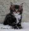 schmusige Maine Coon Kitten mit FIF -Stammbaum