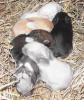 Süße Zwergkaninchen - verschiedene Farben