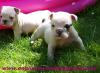 Miniaturbulldoggen,  Mini English Bulldog Welpen zu vergeben