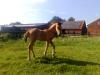 Falb-Hengstfohlen von FS Dont Worry - FS Maracaibo - FS Champion de Luxe